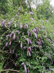Buddleja davidii