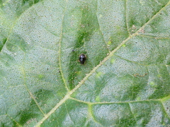 Scymnus rubromaculatus