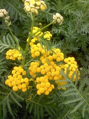 Tanacetum vulgare