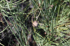 Retanilla ephedra