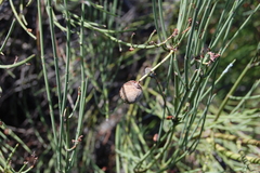 Retanilla ephedra