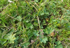 Alchemilla glaucescens