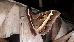 Cyligramma disturbans