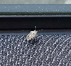 Holcostethus albipes