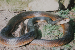 Oxyuranus scutellatus