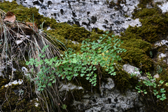 Athamanta macedonica