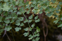 Athamanta macedonica