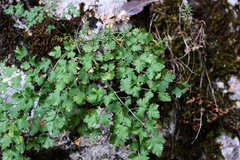 Athamanta macedonica