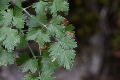 Athamanta macedonica