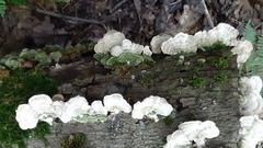Cerrenaceae