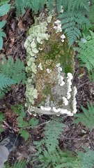 Cerrenaceae