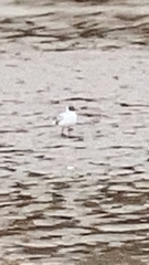 Chroicocephalus ridibundus