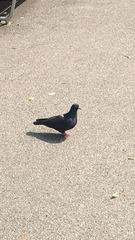 Columba livia domestica