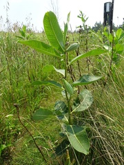 Asclepias syriaca