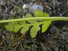 Botrychium pinnatum