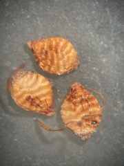 Rhynchospora perplexa