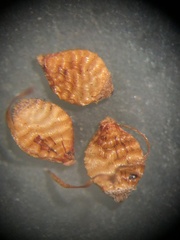 Rhynchospora perplexa