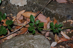 Lardizabala biternata