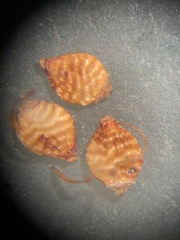 Rhynchospora perplexa