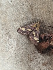 Pyrausta purpuralis