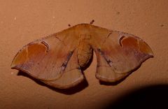 Goodia kuntzei