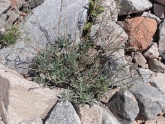 Artemisia lagocephala