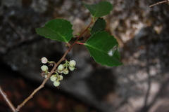 Azara petiolaris