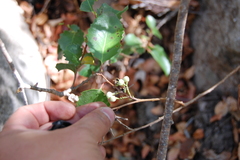 Azara petiolaris