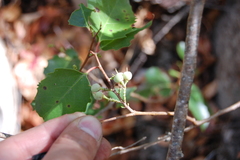 Azara petiolaris