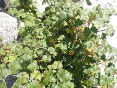 Ribes fragrans