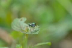 Diptera