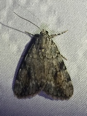 Catocala amica-lineella