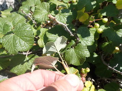 Ribes fragrans