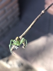 Misumenoides formosipes