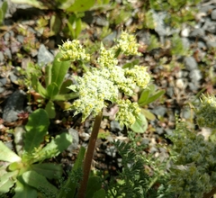 Lomatium dasycarpum