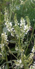 Melilotus albus