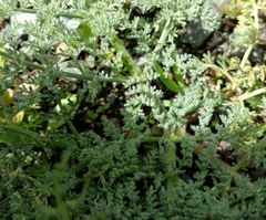 Lomatium dasycarpum