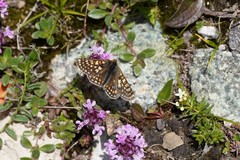 Euphydryas aurinia debilis