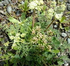 Lomatium dasycarpum