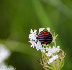 Graphosoma italicum italicum
