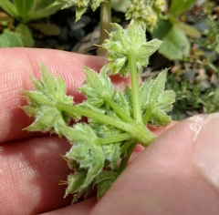 Lomatium dasycarpum