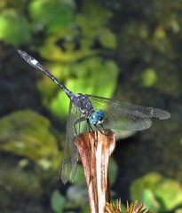 Micrathyria longifasciata