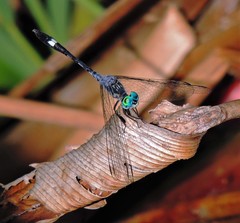 Micrathyria longifasciata