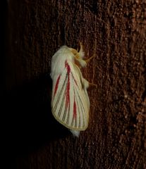 Grammodora nigrolineata