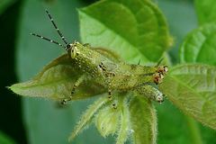 Xenocatantops humilis