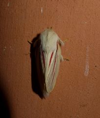 Grammodora nigrolineata