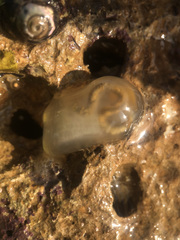 Ciona intestinalis