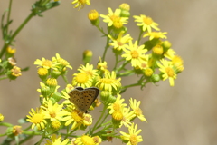 Lycaena bleusei