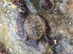 Acanthochitona