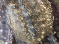 Acanthochitona